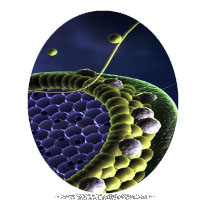 Lipid Lowering